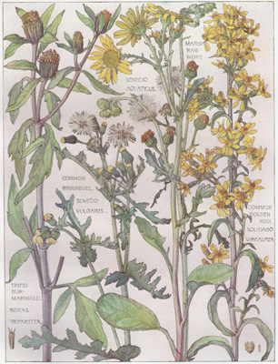 Trifid Bur-marigold, Common Groundsel, Marsh Ragwort, Common Goldenrod